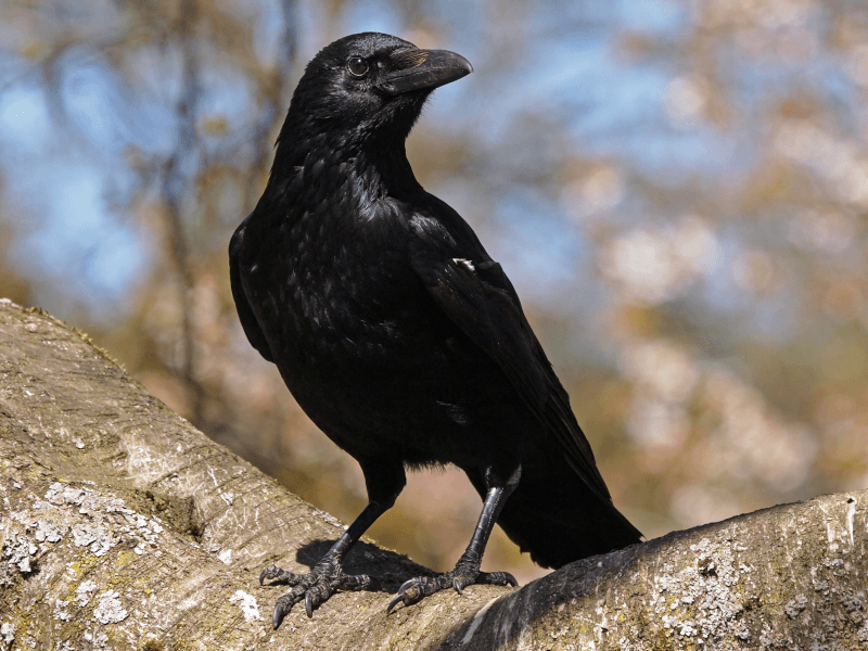 元動物園の飼育員が解説 カラスはペットとして飼える カラスの寿命や生態も解説 Petpedia