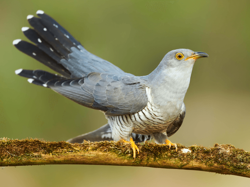 鳩時計はカッコウだった カッコウの特徴 托卵の方法とその巧みな技とは Petpedia