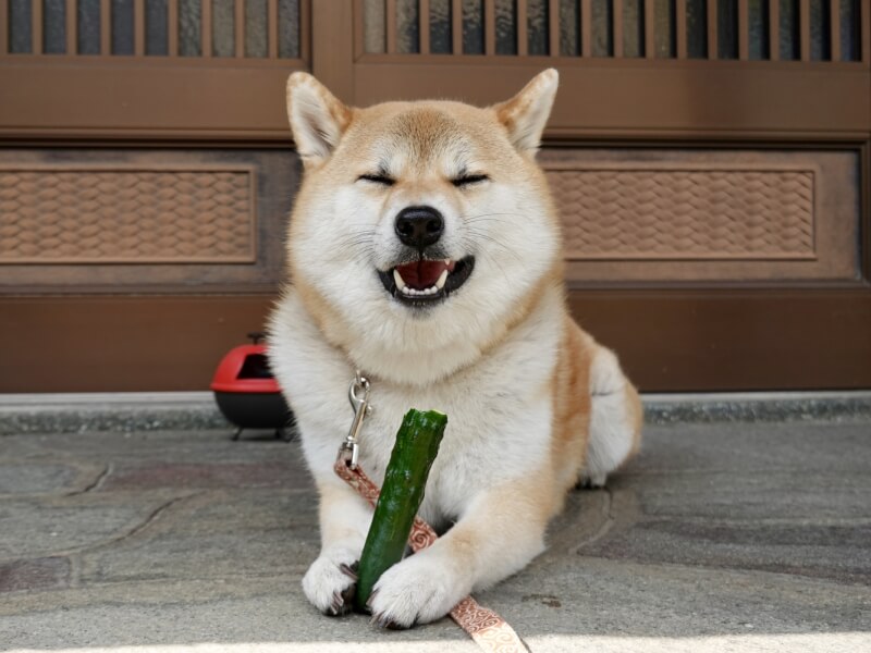 獣医師が解説 犬にきゅうりを与えても大丈夫 あげる時の注意点 Petpedia