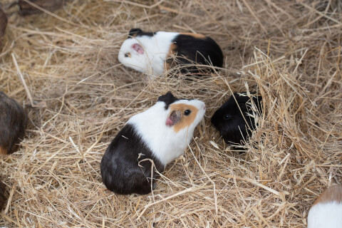 disadvantages_of_foster_parents_of_guinea_pig