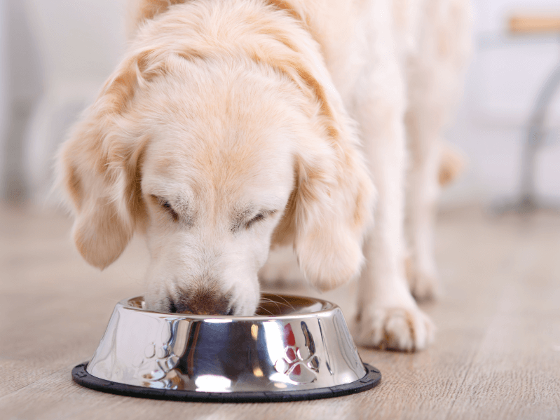 の 餌 やり 子犬