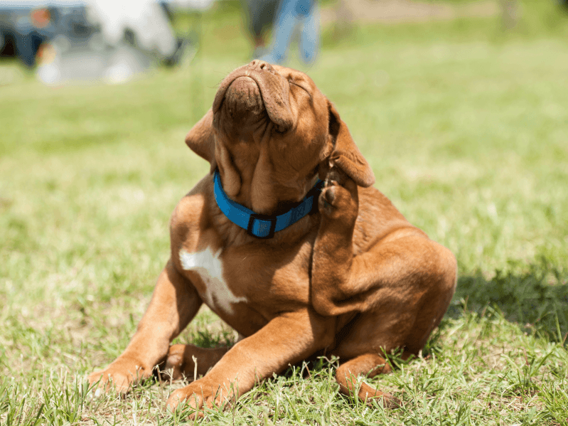 犬に寄生するダニの種類 特徴 対策 Petpedia