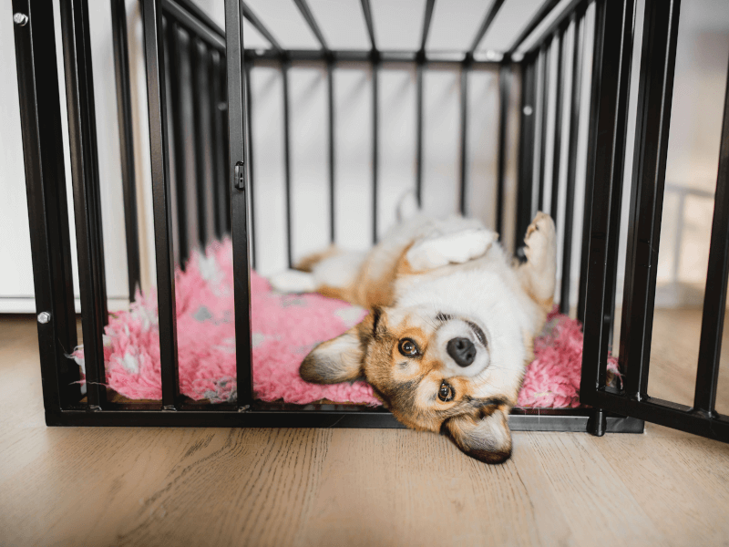 トイレ の しつけ 子犬