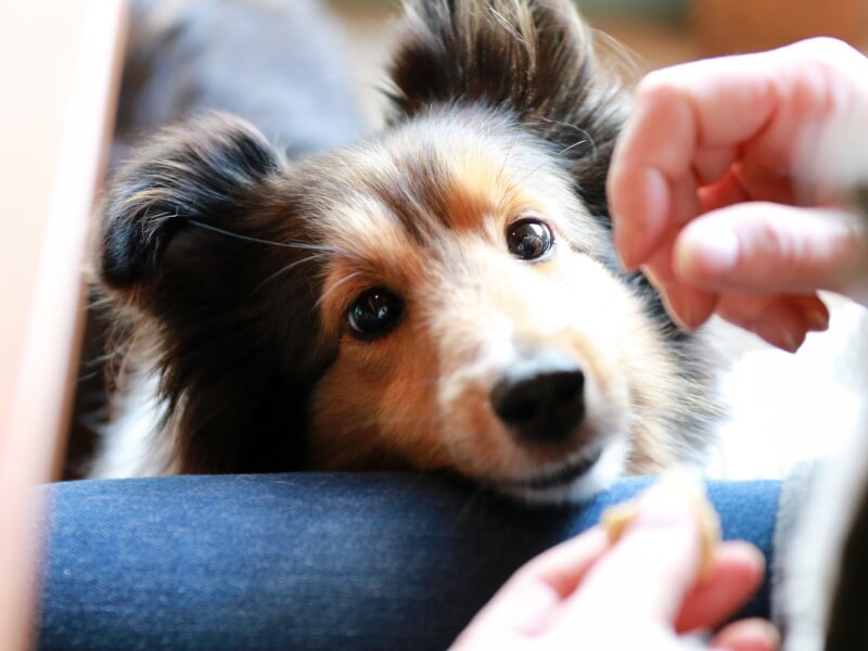 獣医師監修 犬のダイエット方法を解説 ダイエットに適切な運動方法やドッグフードとは Petpedia
