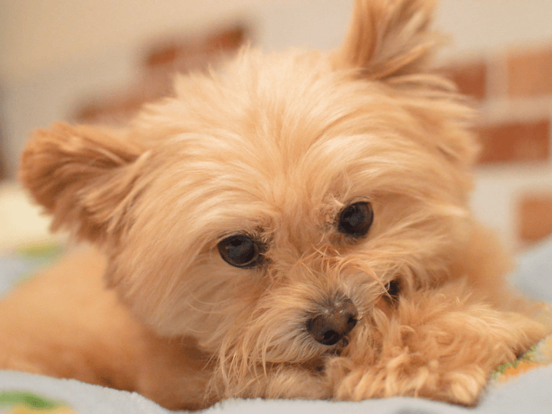 獣医師が解説 犬がなりやすい耳の病気を解説 特徴 治療法 耳のお手入れ方法など Petpedia