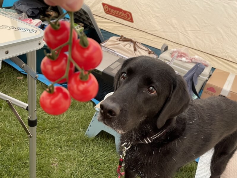 獣医師が解説 犬にトマトを与えても良い トマトジュースは 生でも良いの 病気の時には そんな疑問にお答え Petpedia
