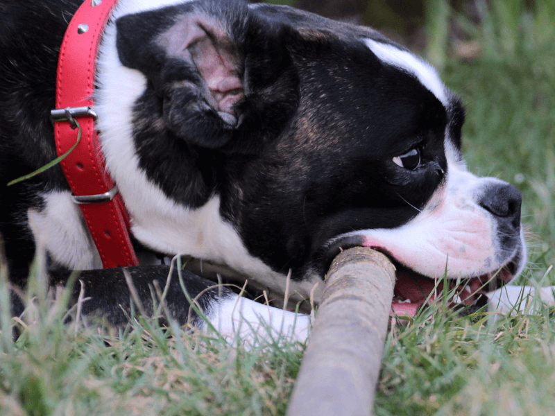 闘犬の犬種や歴史を解説 最強の闘犬とは Petpedia