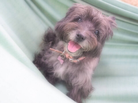 犬が笑うって本当 犬の笑顔とその理由について Starthome