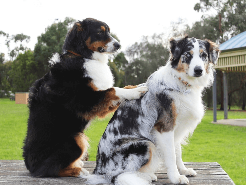 獣医師が解説 犬が喜ぶマッサージのやり方とは 効果やタイミングについて知ろう Petpedia