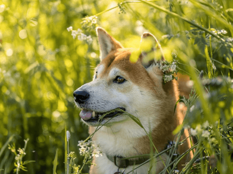 獣医師が解説 柴犬の寿命は何年 特徴や病気 認知症の対策について Starthome