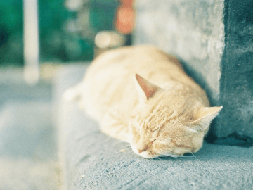 猫／ネコ  Petpedia