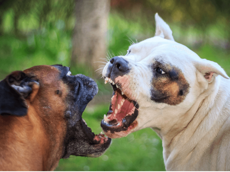 闘犬の犬種や歴史を解説 最強の闘犬とは Petpedia