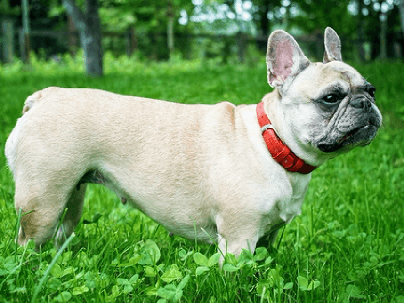 ぶさかわな顔な人気犬 フレンチブルドッグの歴史や性格 飼い方などを解説 Petpedia