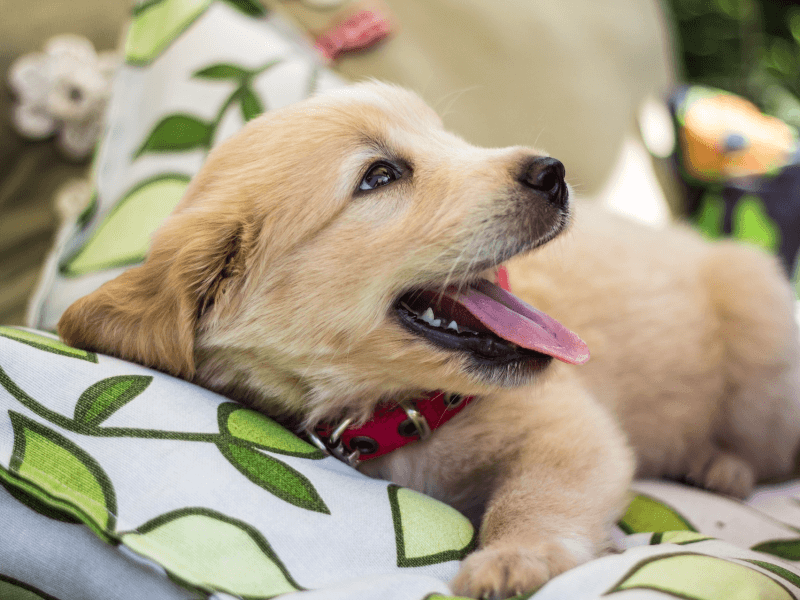 大人気の大型犬 ゴールデン レトリバーの魅力や飼い方を解説 Petpedia