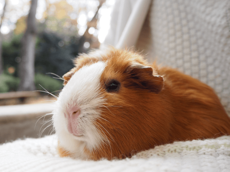 モルモットの品種12種を解説 性格やお世話の仕方の違い おすすめの