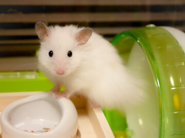 ハムスターの飼い方、費用、しつけ、エサ、病気