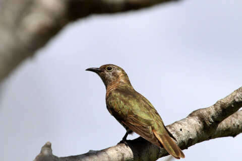 ホトトギス 鳴き声 季節 カッコウ 特徴 由来
