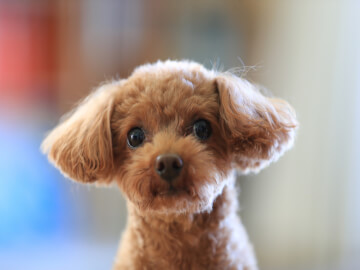 香箱座りをするのはなぜ 猫の香箱座りについて解説 Petpedia