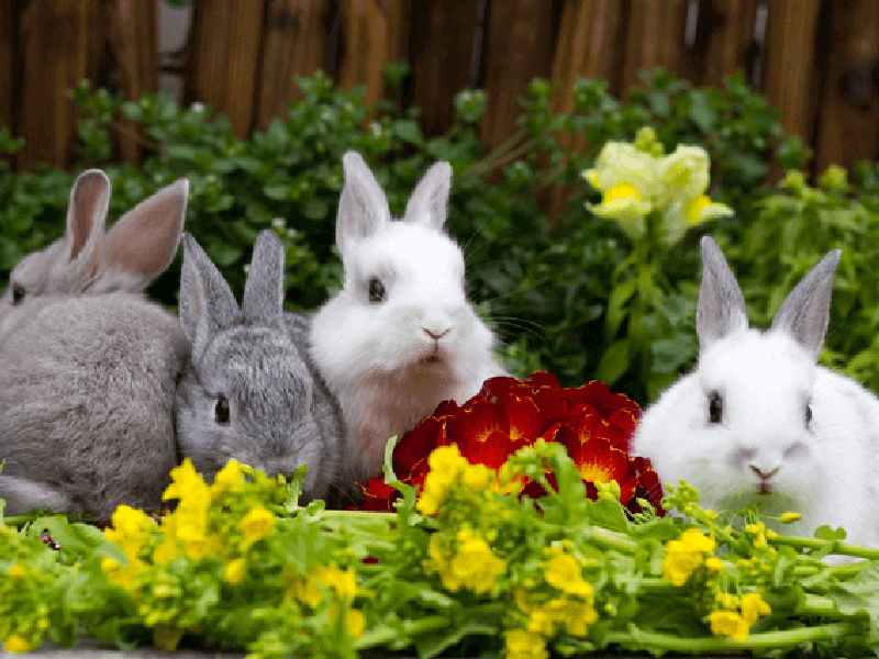 うさぎの平均寿命は何年 うさぎに長生きしてもらうための飼育のコツ Petpedia