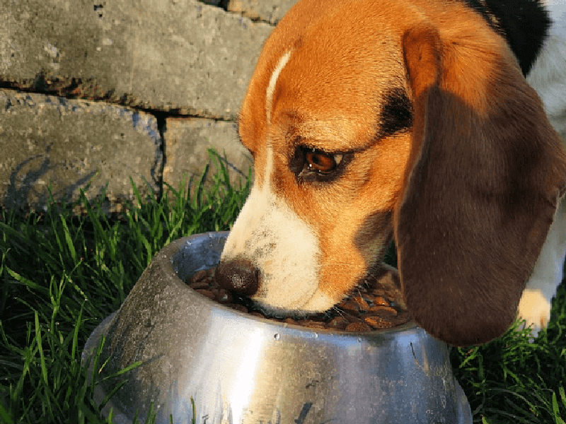 犬の餌の種類と選び方 手作りフードの作り方や 犬の年齢に合わせたおすすめドッグフードも Petpedia