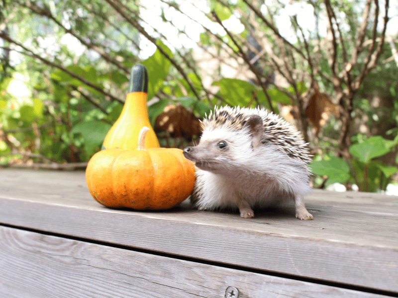 ハリネズミの餌のあげかた 与え方の注意点 好きな食べ物を解説 Petpedia