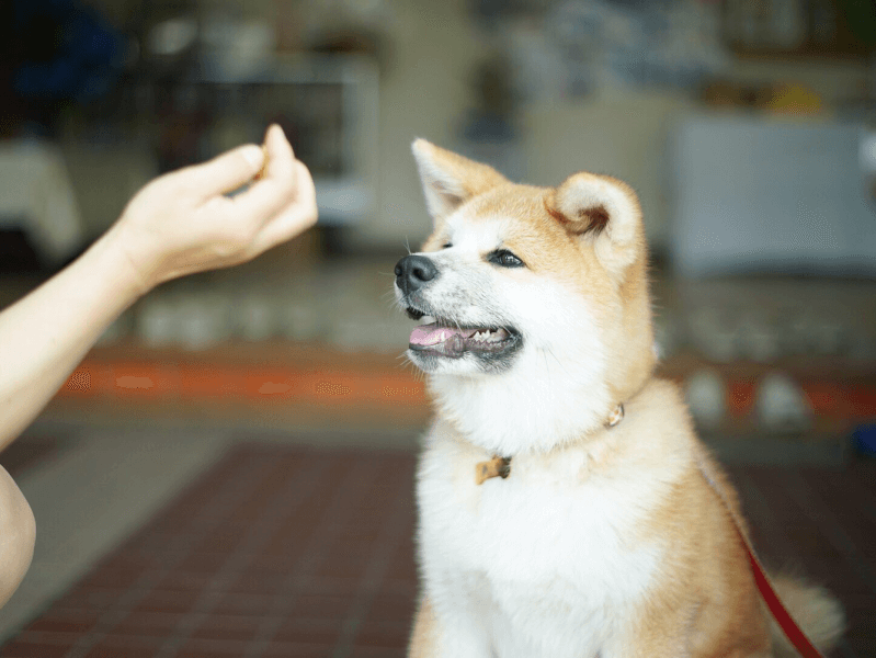 愛犬の健康を守ろう 厄介なノミの対策 駆除法をご紹介 Petpedia