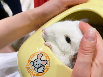 タグ ランキング おすすめ Petpedia