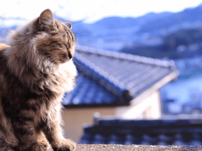 親しみやすい日本猫を飼いたい方必見 日本猫の種類や性格 飼い方のまとめ Petpedia