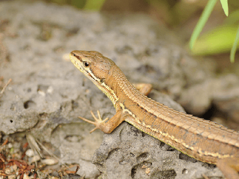 ニホンカナヘビ 生態, カナヘビ 絶滅危惧種 – GJRUSY