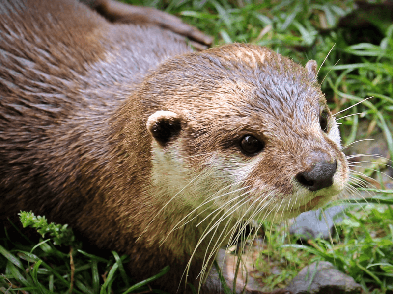 種類 カワウソ