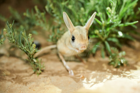 植物背景のトビネズミ