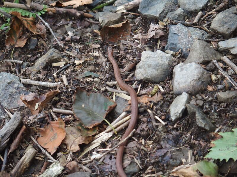 地面に潜る日本固有種のヘビ!「ジムグリ」の生態や価格、ペットとして飼えるかどうかを解説 | Petpedia