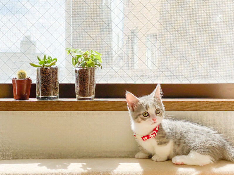 子猫の飼い方マニュアル 子猫の食事やケアの仕方 飼育にかかる費用 注意点 Petpedia