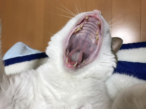 大きく口を開ける猫