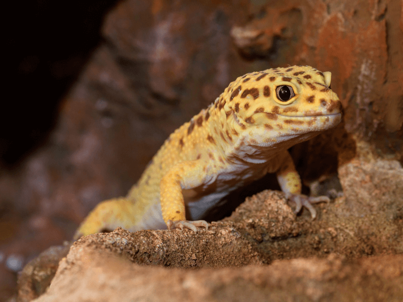 トカゲモドキ ヒョウモン