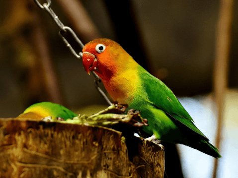 ボタンインコはどんな鳥？生態や羽色、飼い方など