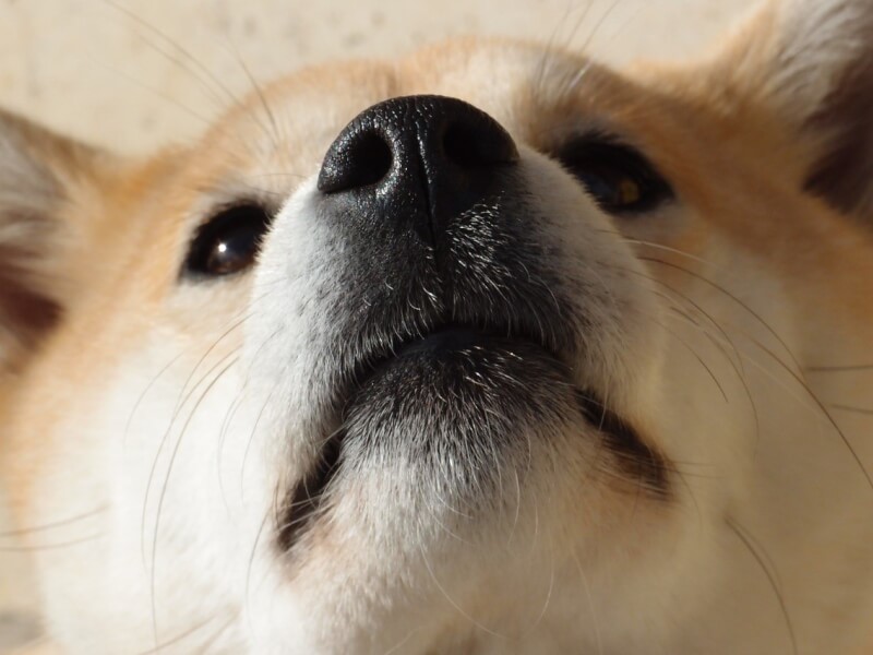 豆柴 のかわいい壁紙画像３０枚 高画質画像まとめ 写真まとめサイト Pictas