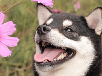 タグ 飼い方 飼育方法 Petpedia