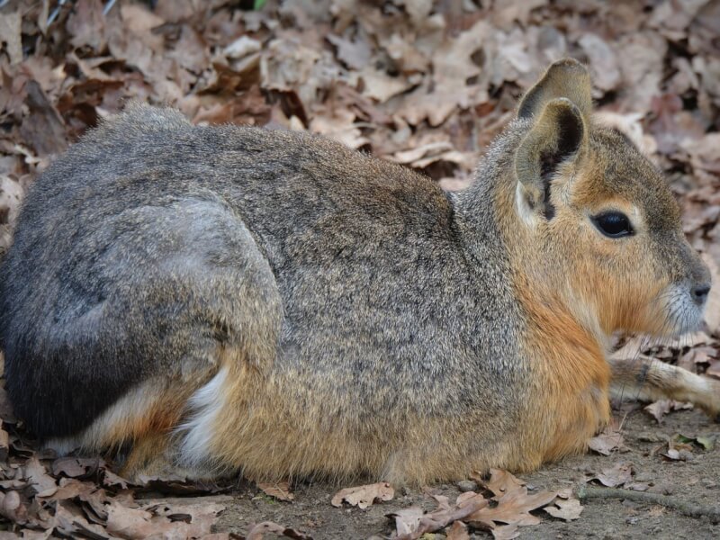 マーラの生態と飼い方 Petpedia マーラの生態と飼い方 Petpedia
