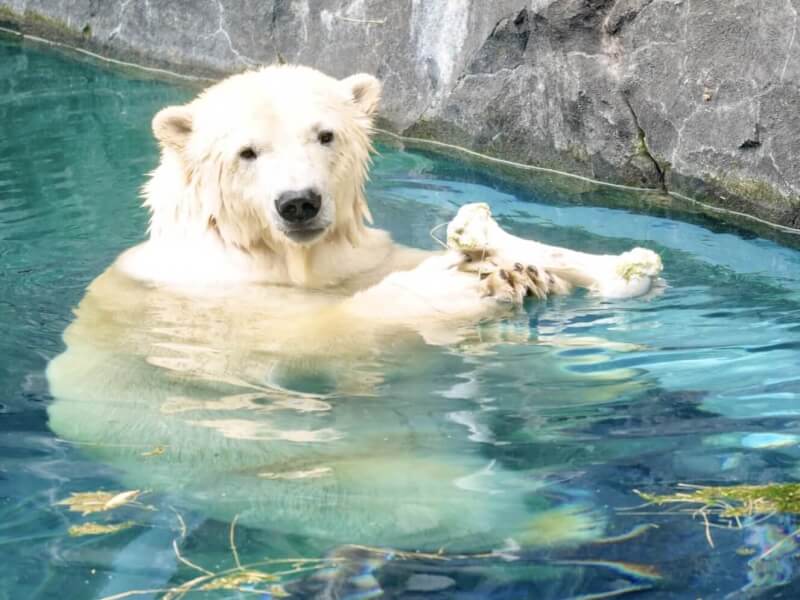 円山動物園 の歴史や見所 料金やアクセス情報など Petpedia