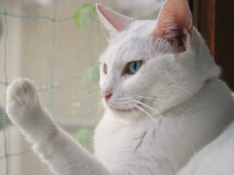 猫の網戸対策9選！登る・破る・脱走などのいたずら防止方法、おすすめ 