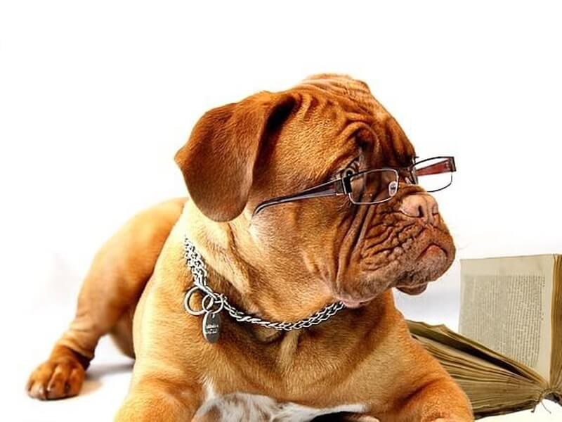 犬のお世話をして気づいた大変な事って Petpedia