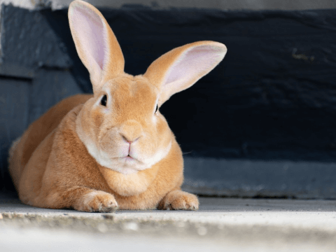 【飼育者が解説】うさぎのミニレッキスの特徴、性格、値段、飼う時の注意点まとめ！