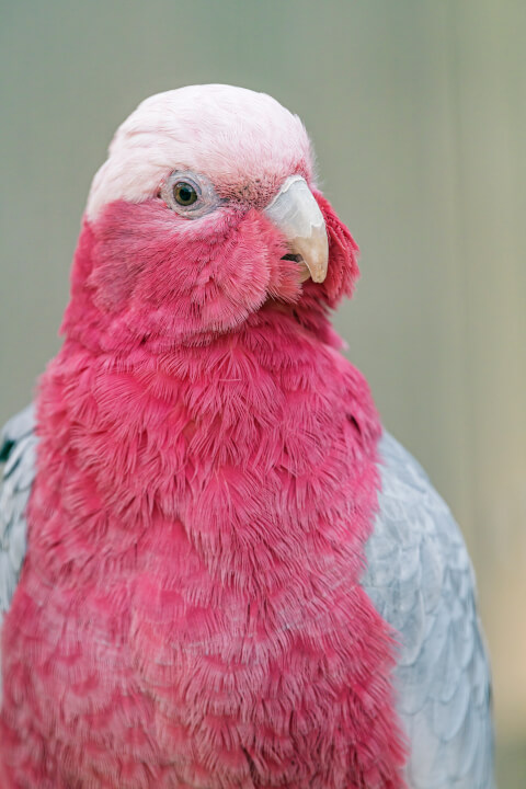 ピンク色の羽が可愛い大型オウム モモイロインコ の特徴や飼い方を解説 Petpedia