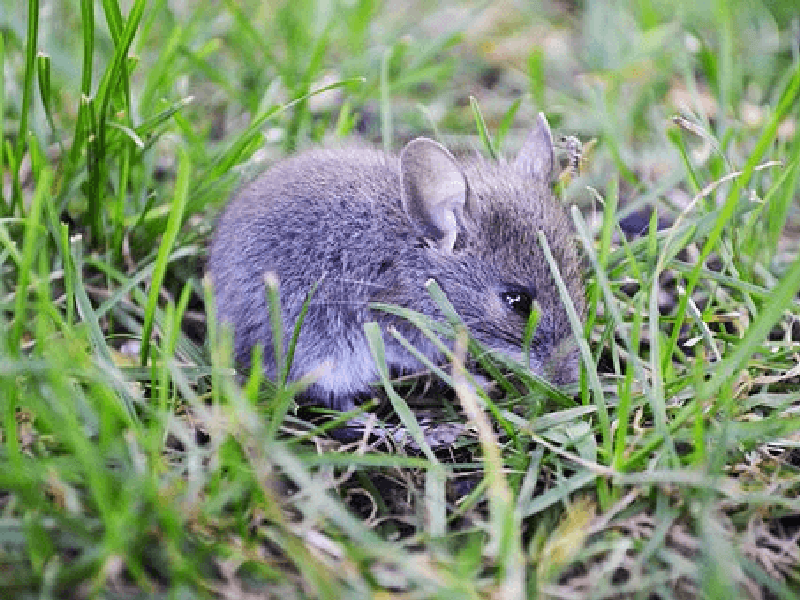 ハツカ ってどういう意味 一番小さな家ネズミことハツカネズミの生態や飼い方 Petpedia