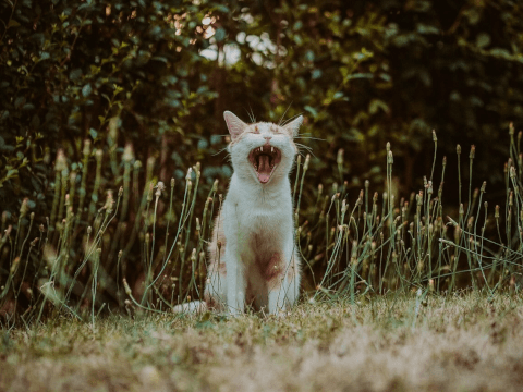 獣医師が解説 老猫が夜鳴きをするようになった 原因や対策は 病院に行くべき Starthome