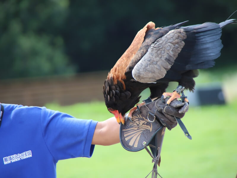 那須にある動物のパラダイス 那須どうぶつ王国に遊びに行こう Petpedia