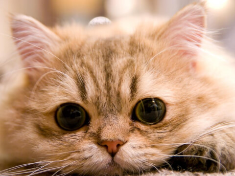 東京のおすすめ猫カフェ10選 都内の猫好きは必見 Petpedia