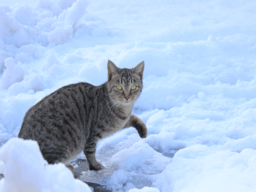 猫の飼い方/豆知識 Petpedia
