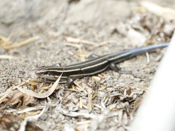 身近な爬虫類 ニホントカゲの生態や飼い方 Petpedia